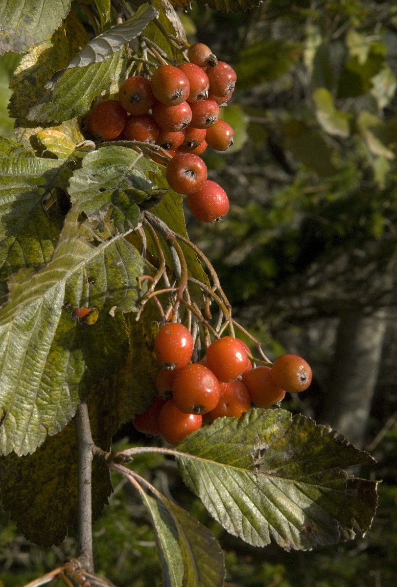 Sorbus aria, Whitebeam